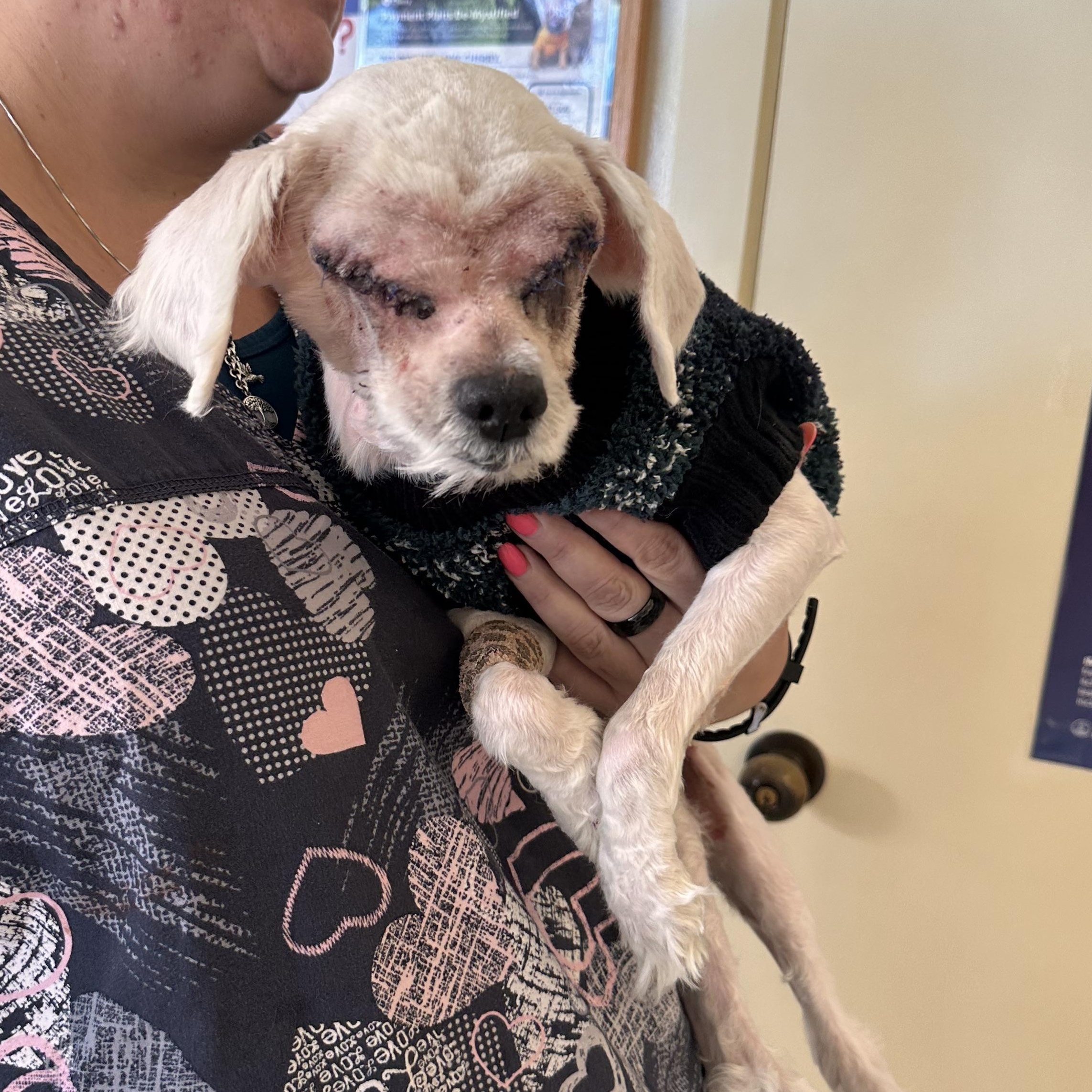 Enlarge HOPE, a ADOPTABLE Miniature Poodle in Arroyo Grande, CA image 3/3