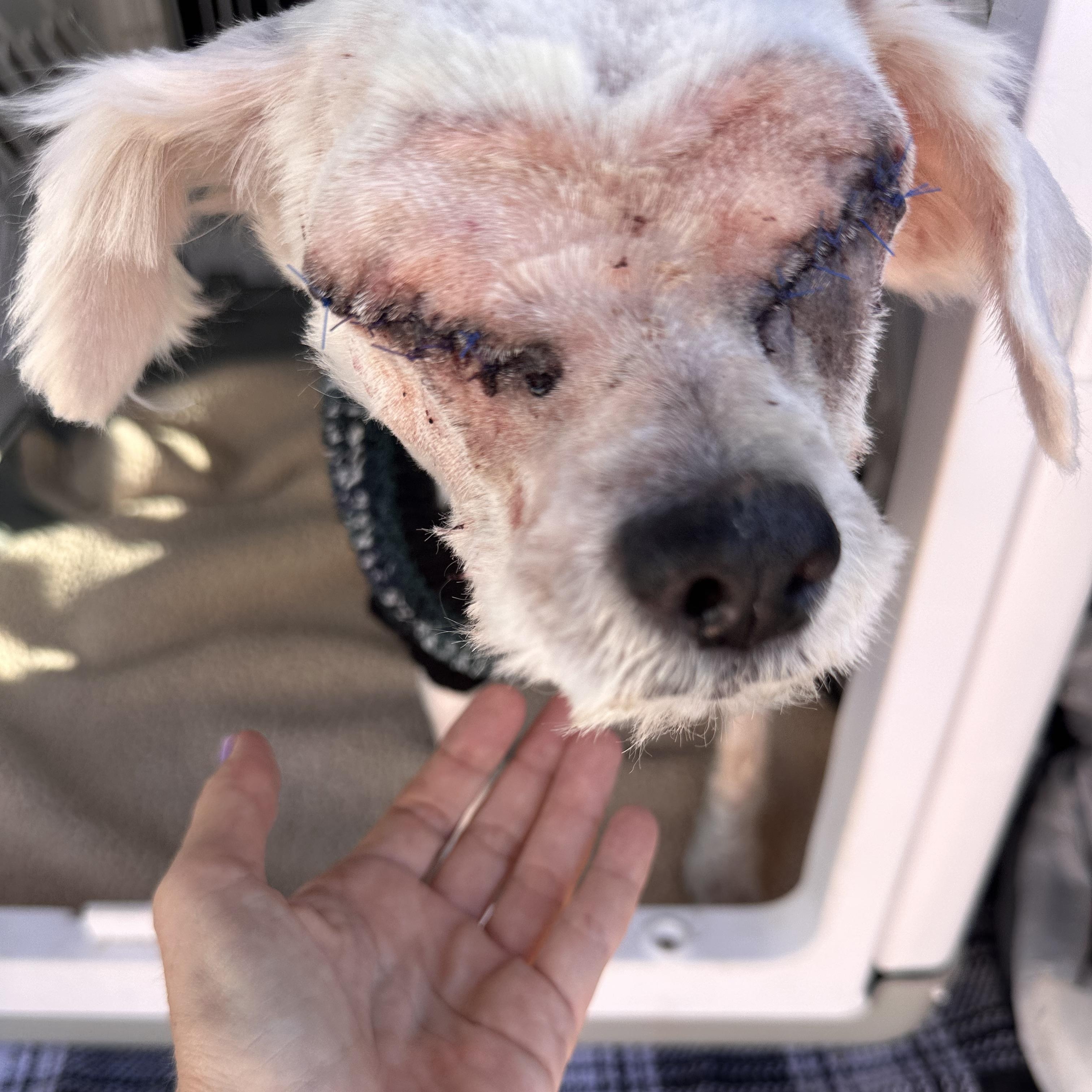 Enlarge HOPE, a ADOPTABLE Miniature Poodle in Arroyo Grande, CA image 1/3