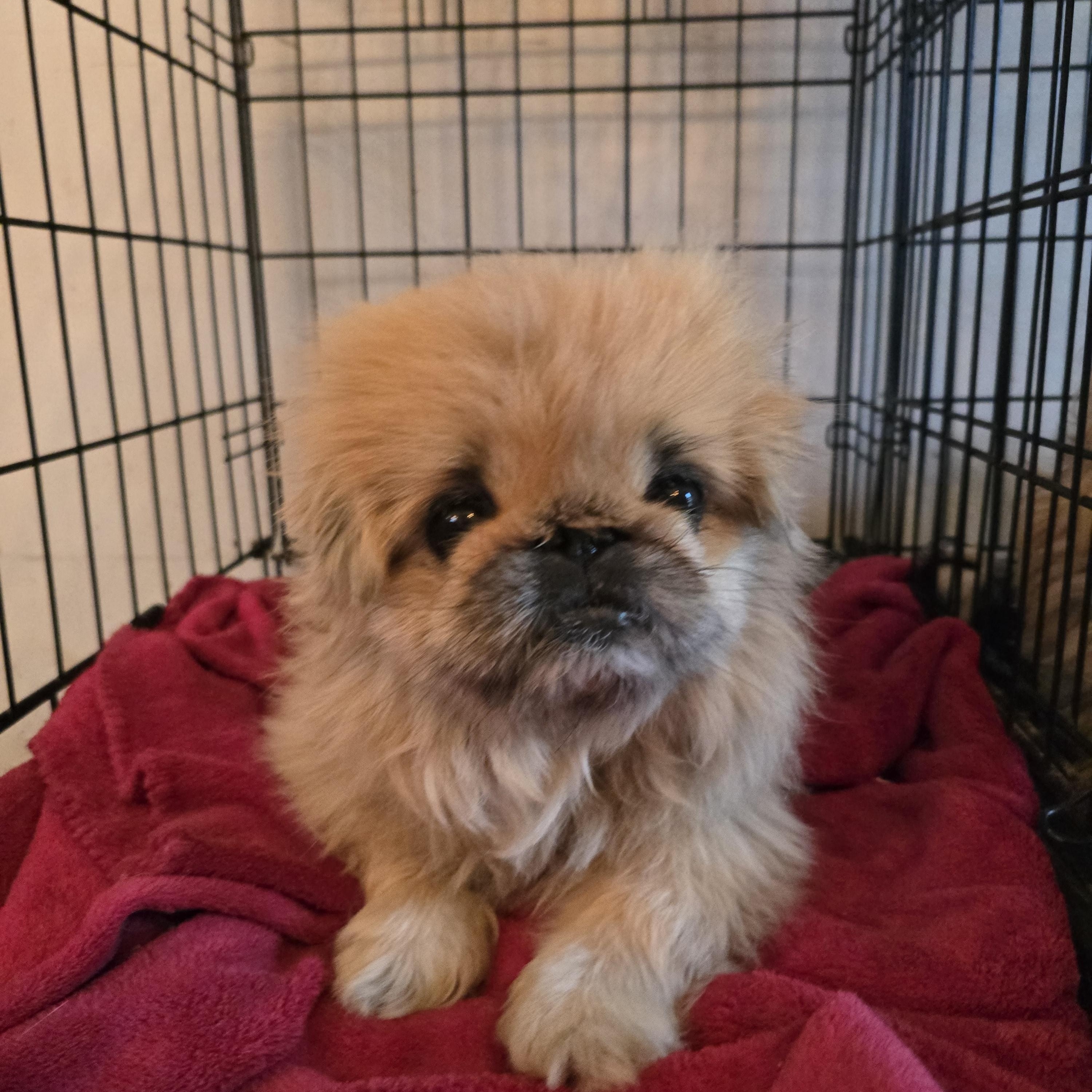Enlarge Teddy, a ADOPTABLE Pekingese in Zaleski, OH image 1/2