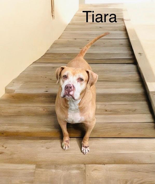Tiara, Adoptable, Adult Female American Bulldog.