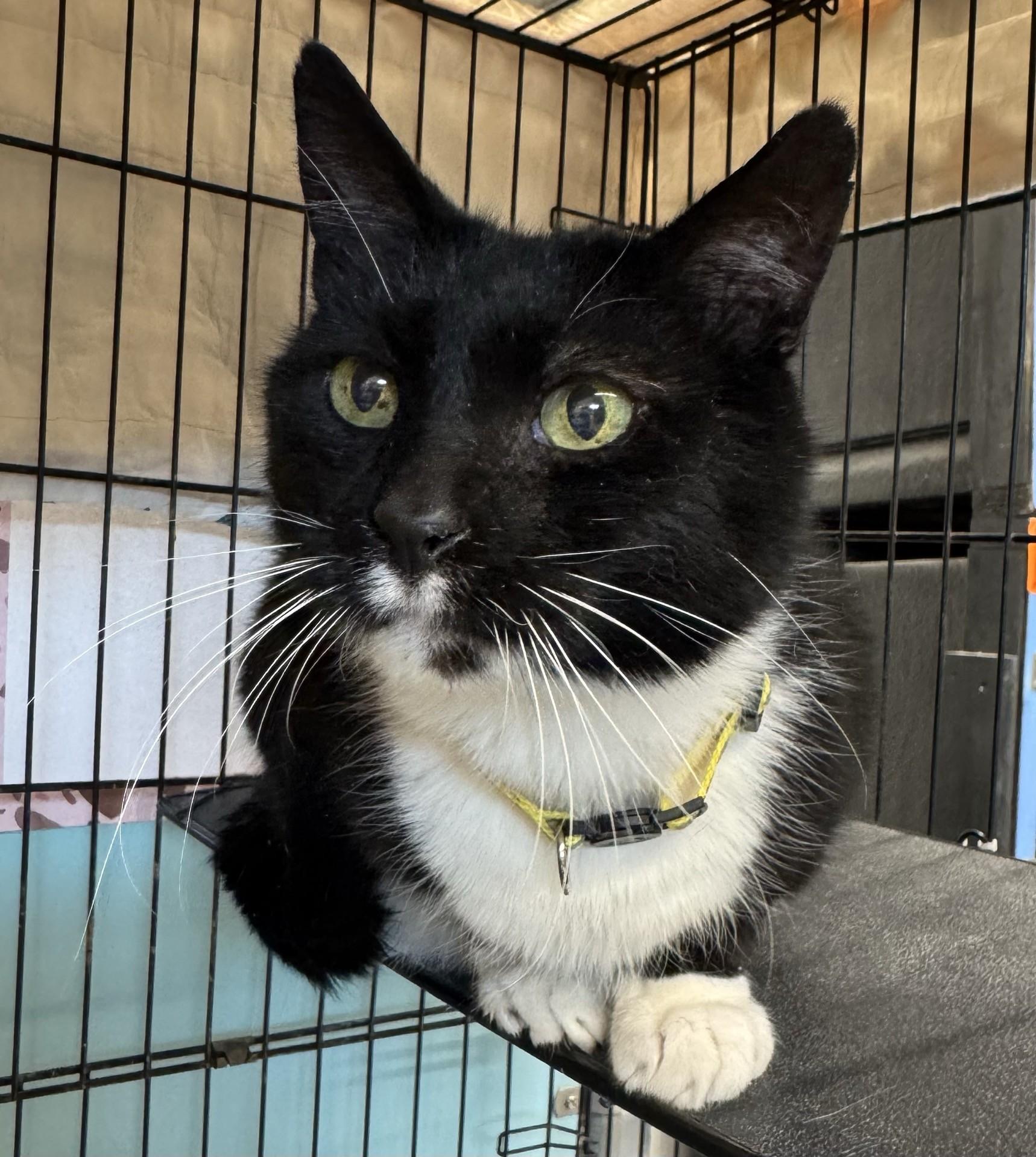 Enlarge Festus, an adopted Domestic Short Hair in Morris, MN image 2/2