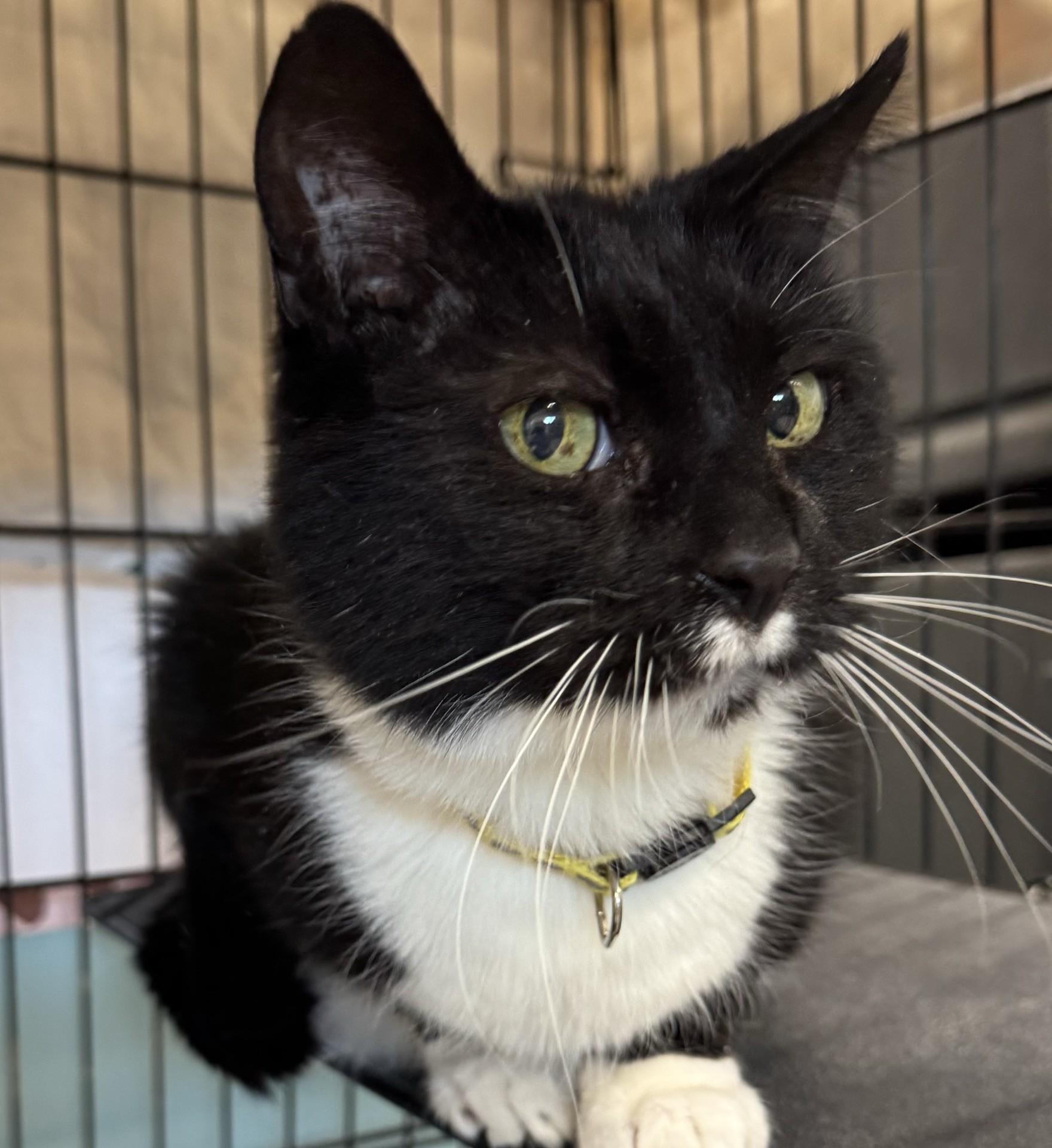 Festus, ADOPTABLE, Senior Male Domestic Short Hair.