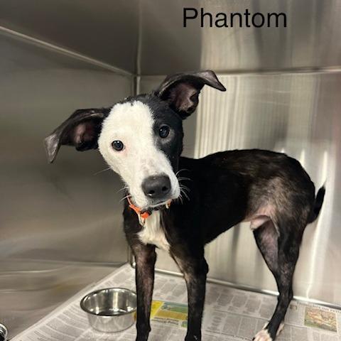 Phantom, Adoptable, Adult Male Mixed Breed.