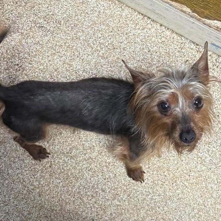 Enlarge Barrel, a Adoptable Yorkshire Terrier in Sunderland, MD image 2/2