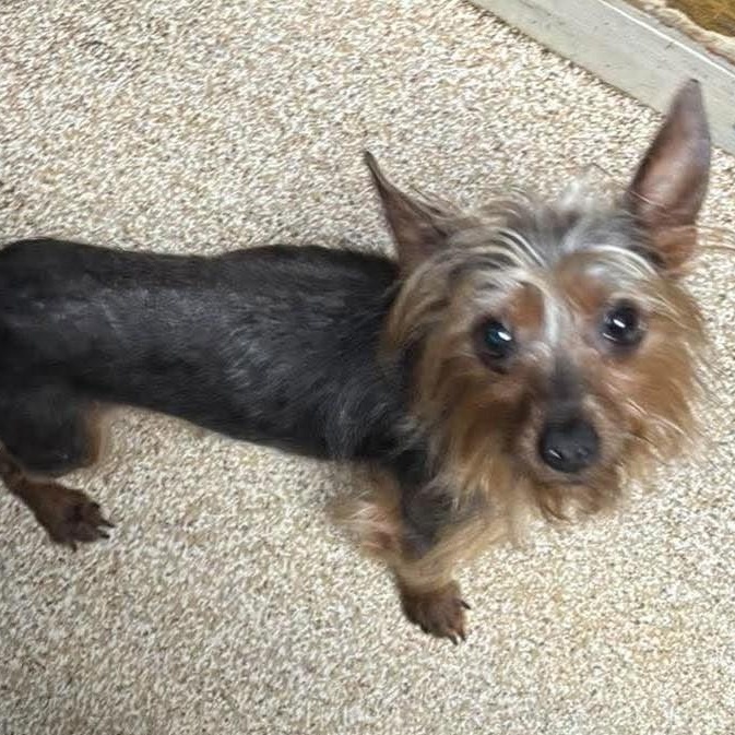 Barrel, Adoptable, Adult Male Yorkshire Terrier.