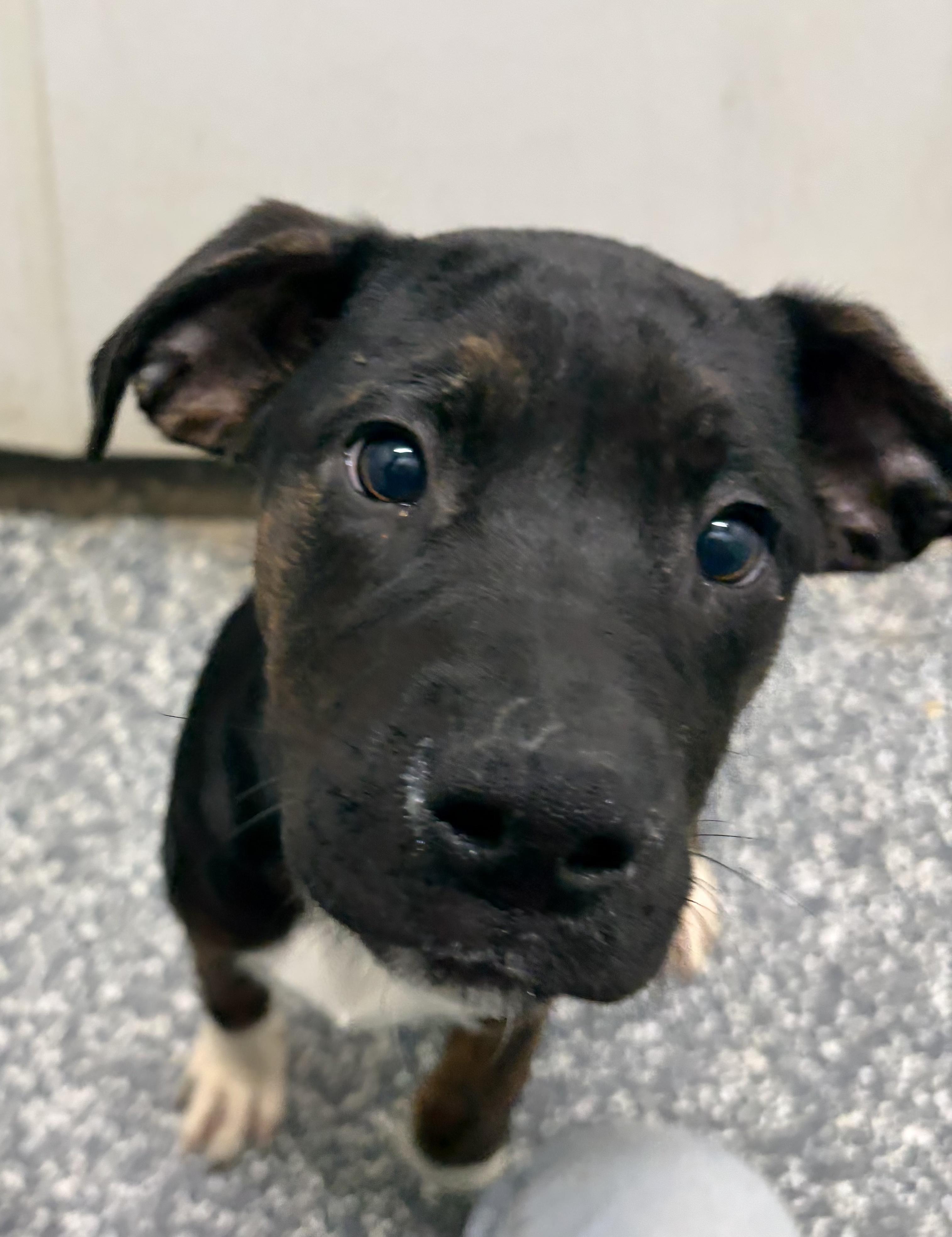 Sandler, adopted, Puppy Male Mixed Breed.