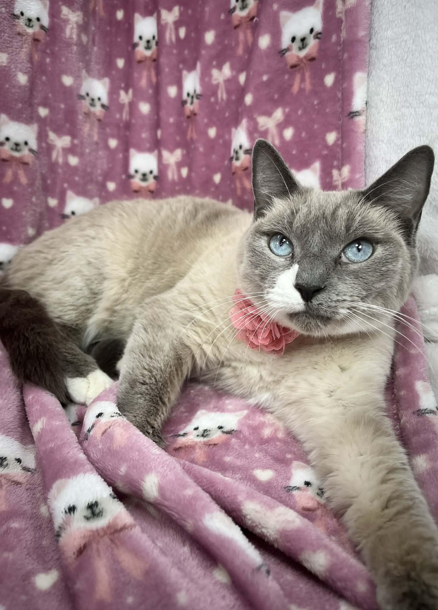 Enlarge Poem, a ADOPTABLE Siamese in Tavares, FL image 1/3