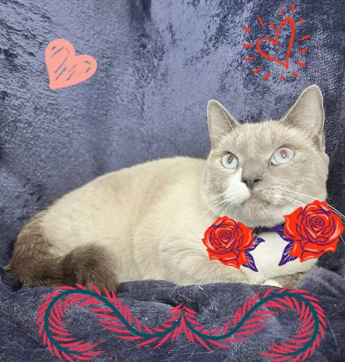 Enlarge Poem, a ADOPTABLE Siamese in Tavares, FL image 2/3
