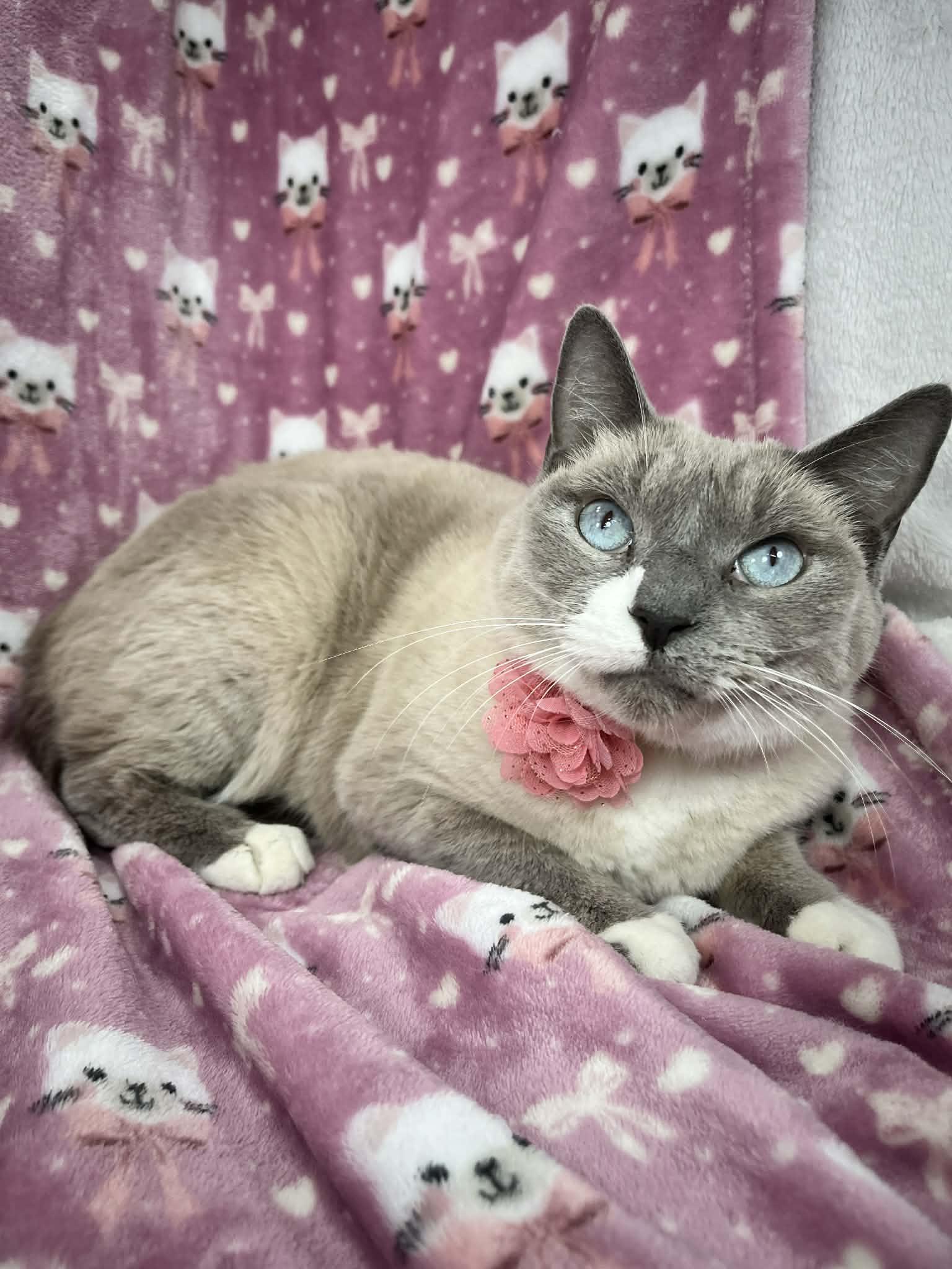 Enlarge Poem, a ADOPTABLE Siamese in Tavares, FL image 3/3