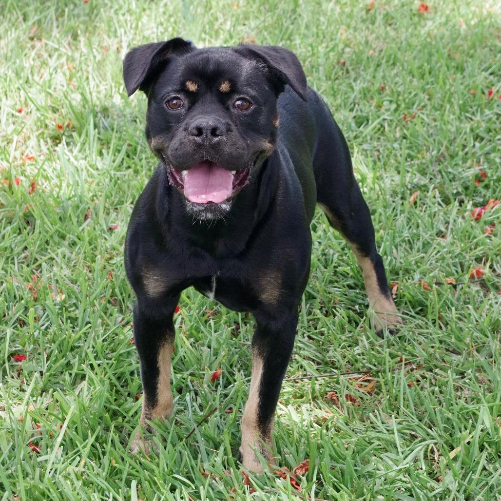 Gus, Adoptable, Adult Male Rottweiler & Mixed Breed.