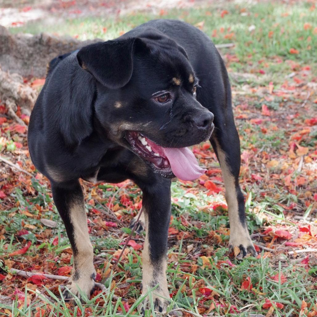 Enlarge Gus, a Adoptable mixed breed in Miami, FL image 2/6
