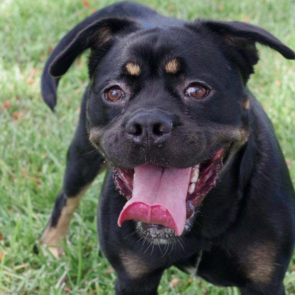Enlarge Gus, a Adoptable mixed breed in Miami, FL image 3/6