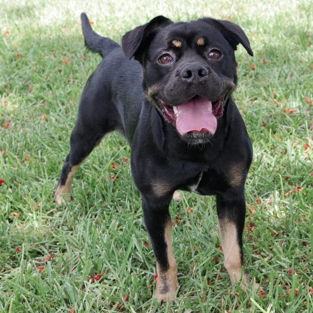 Enlarge Gus, a Adoptable mixed breed in Miami, FL image 4/6