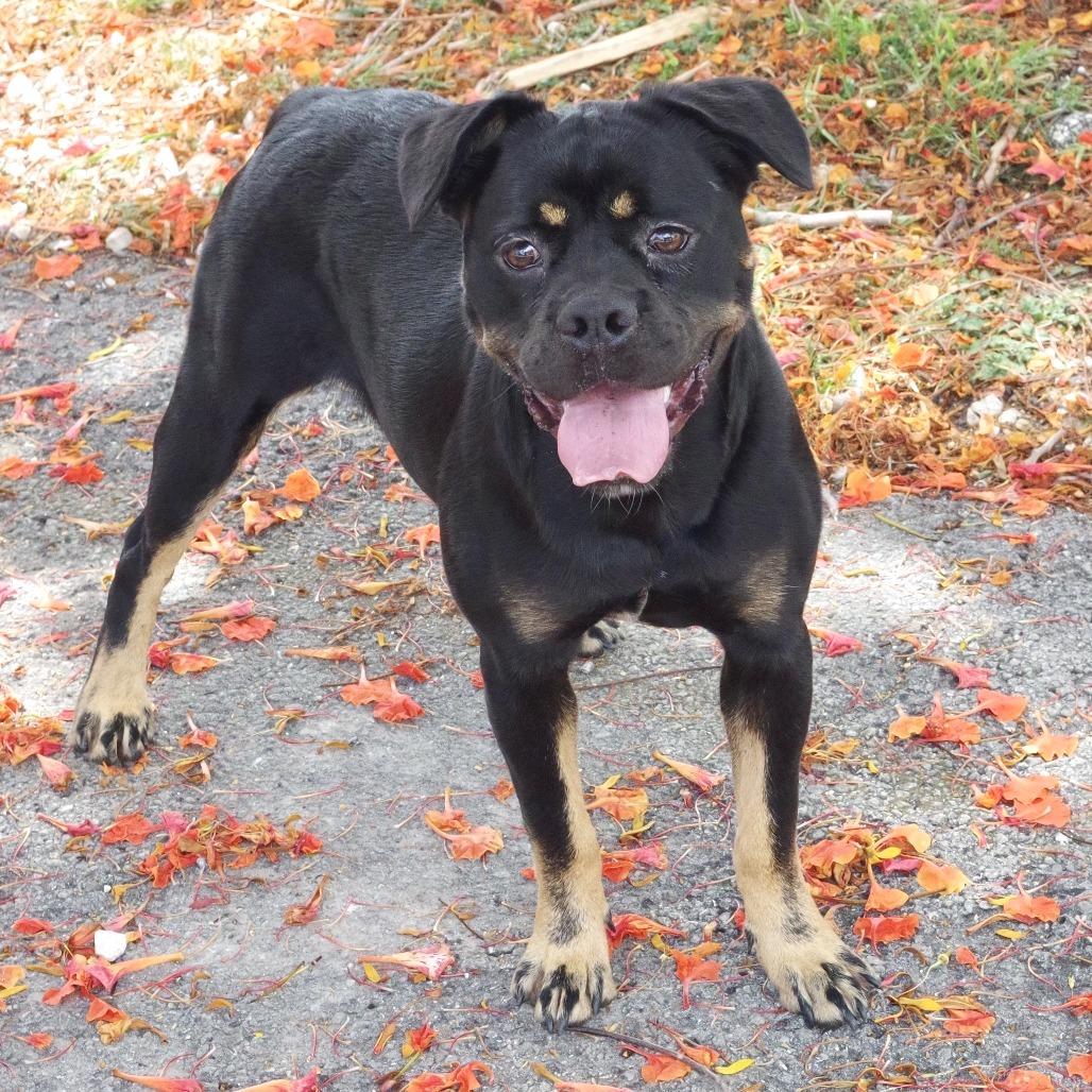 Enlarge Gus, a Adoptable mixed breed in Miami, FL image 5/6
