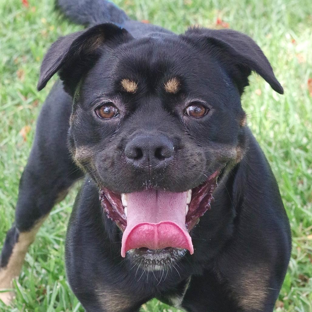 Enlarge Gus, a Adoptable mixed breed in Miami, FL image 6/6