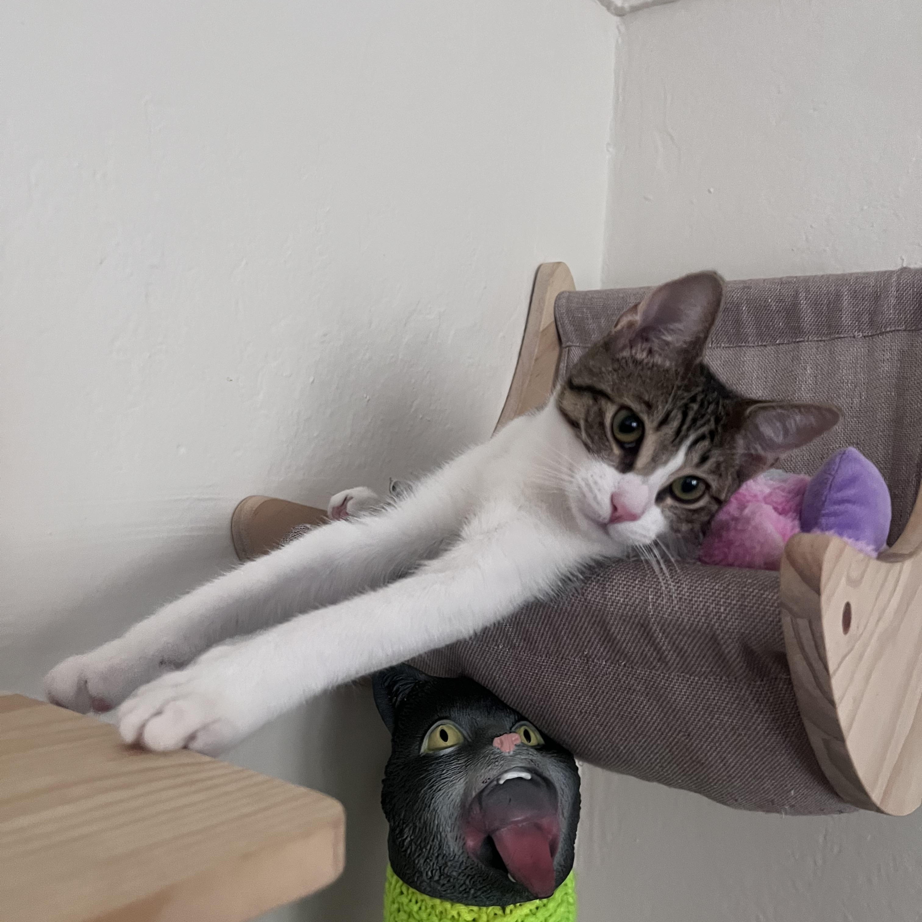 Enlarge Flora, an adopted Tabby in Oakland, CA image 1/4