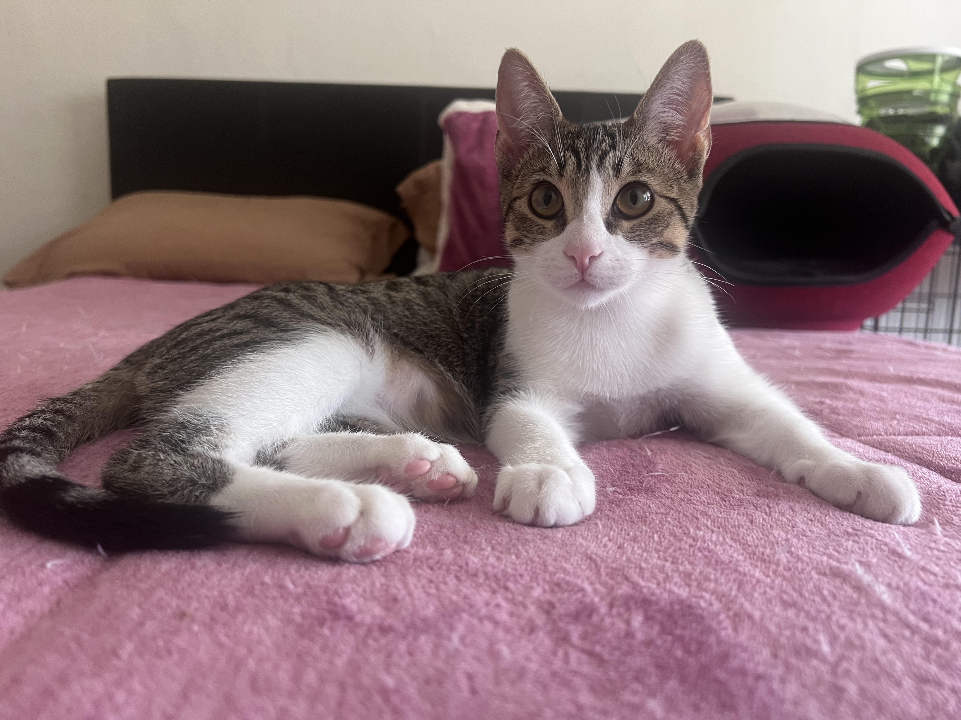 Enlarge Flora, an adopted Tabby in Oakland, CA image 2/4