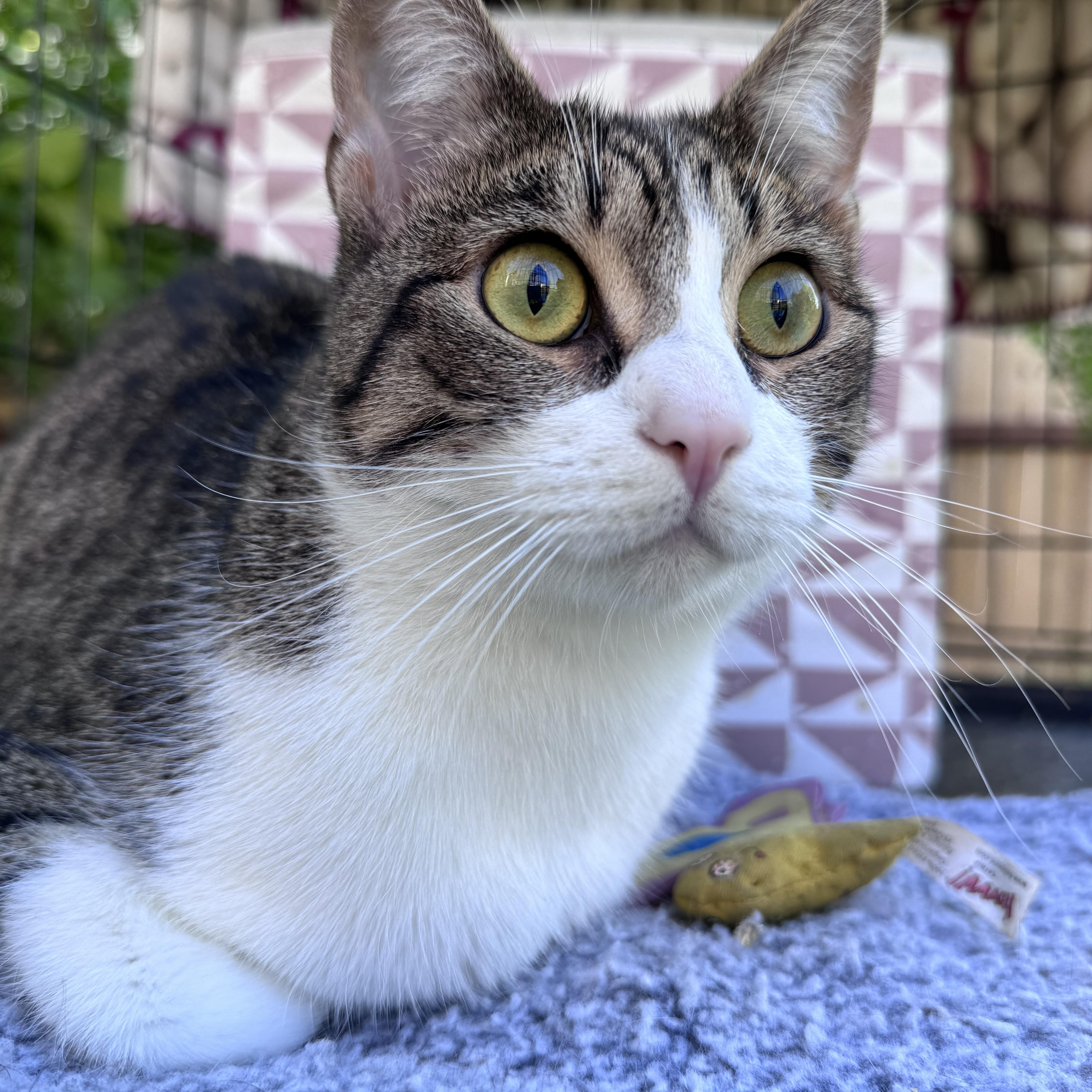 Enlarge Flora, an adopted Tabby in Oakland, CA image 3/4