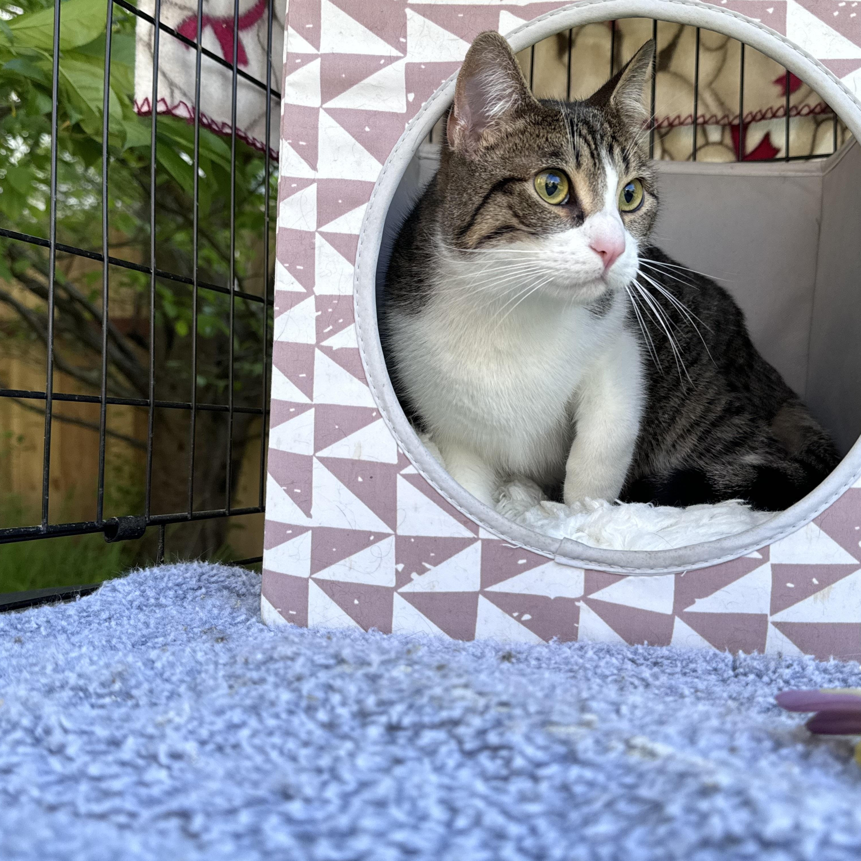 Enlarge Flora, an adopted Tabby in Oakland, CA image 4/4