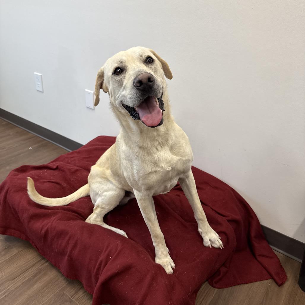 Chip, a Adoptable mixed breed in Nashville, IN image 1/3