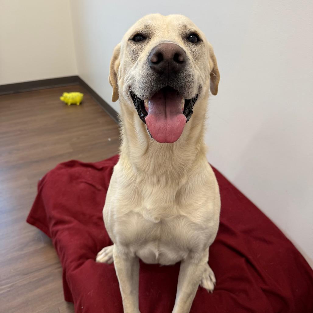 Chip, a Adoptable mixed breed in Nashville, IN image 2/3