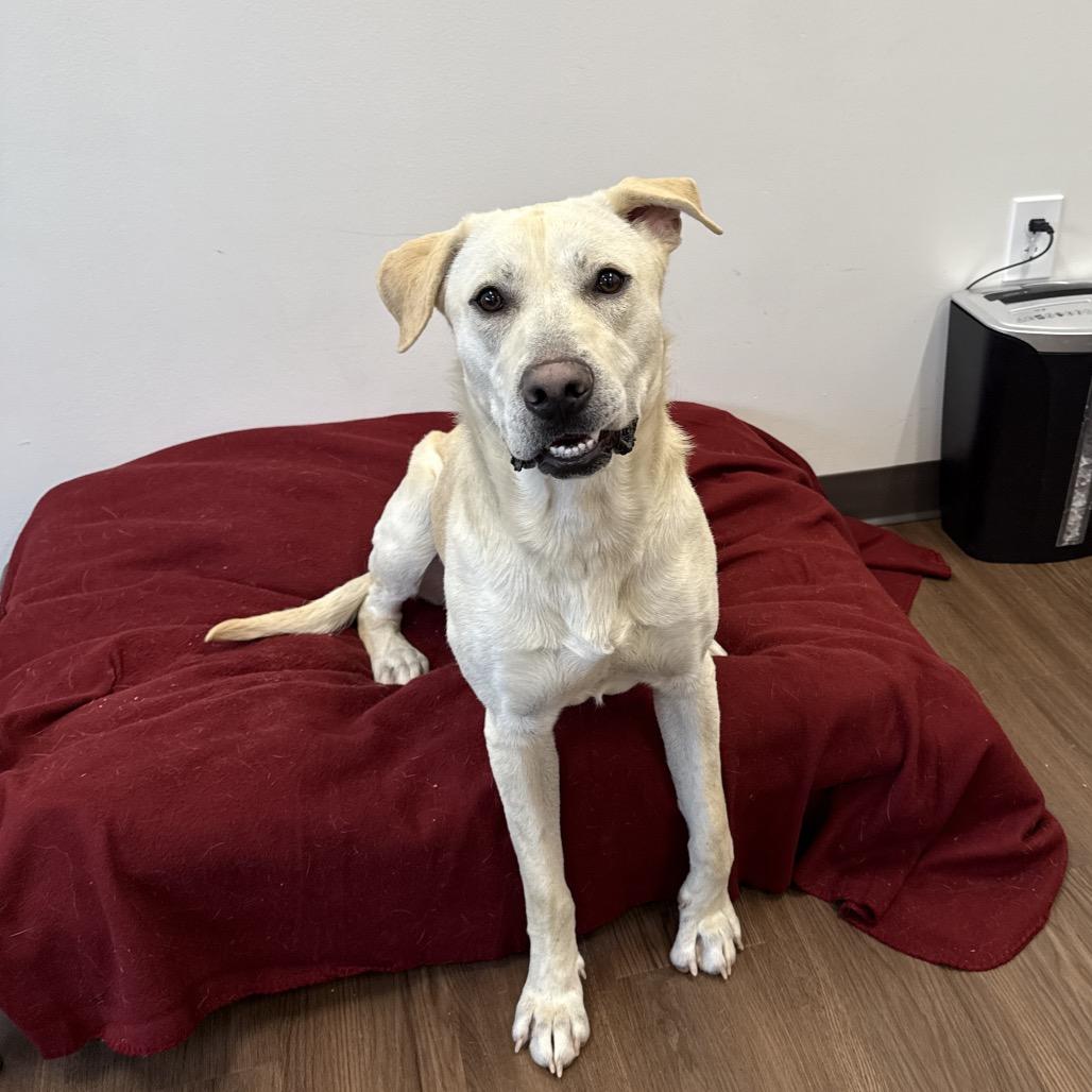 Chip, a Adoptable mixed breed in Nashville, IN image 3/3