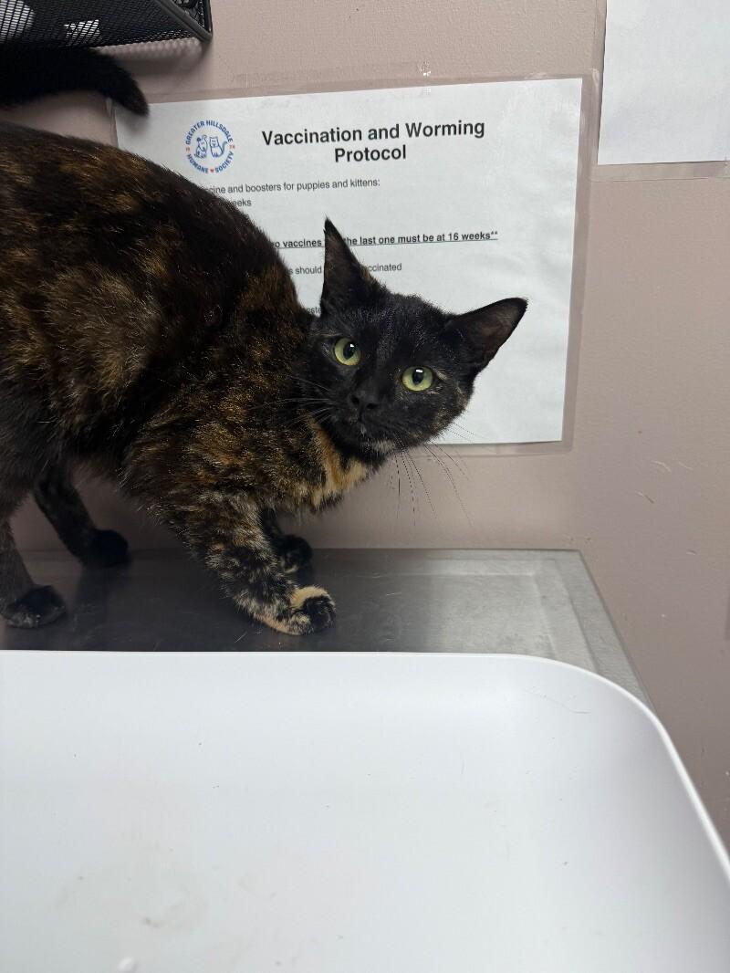 Enlarge Annabelle, a Adoptable Domestic Short Hair in Osseo, MI image 1/1