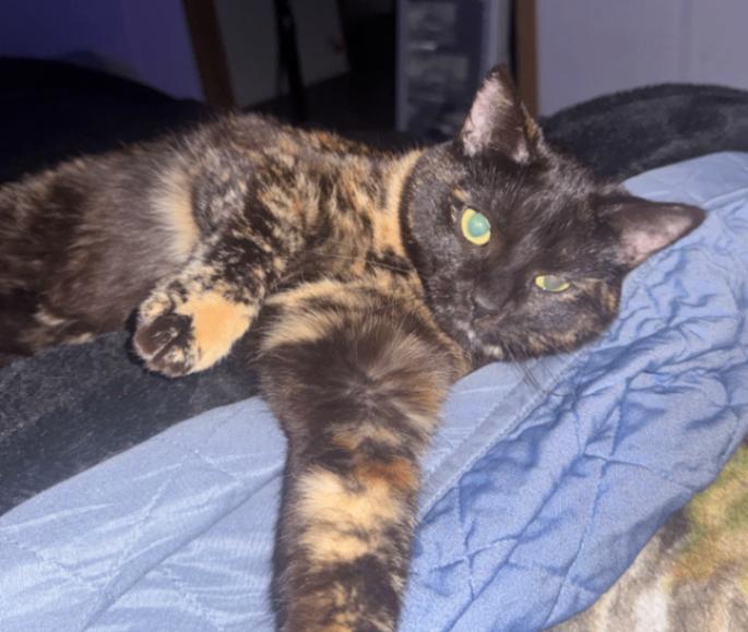 Annabelle, a Adoptable Domestic Short Hair in Osseo, MI image 2/2