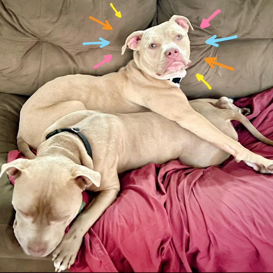 Spicy Tuna Roll thumbnail 4