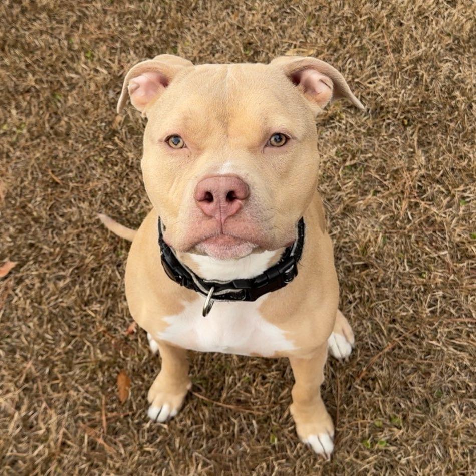 Spicy Tuna Roll thumbnail 5