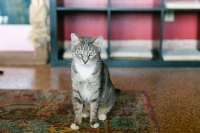 Enlarge Dahlia, a Adoptable Domestic Short Hair in Woodland Hills, CA image 1/2