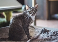 Enlarge Dahlia, a Adoptable Domestic Short Hair in Woodland Hills, CA image 2/2