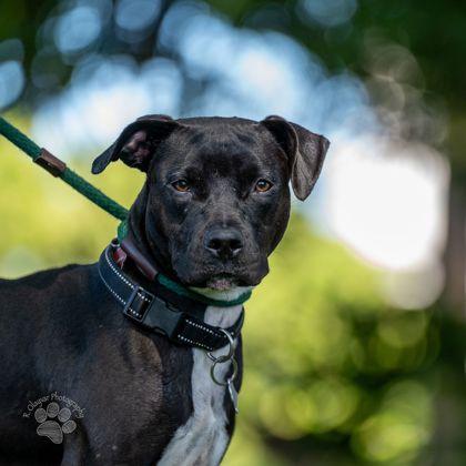 Butterfly, Adoptable, Adult Female Pit Bull Terrier & Mixed Breed.