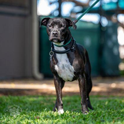 Enlarge Butterfly, a Adoptable mixed breed in Honolulu, HI image 2/2