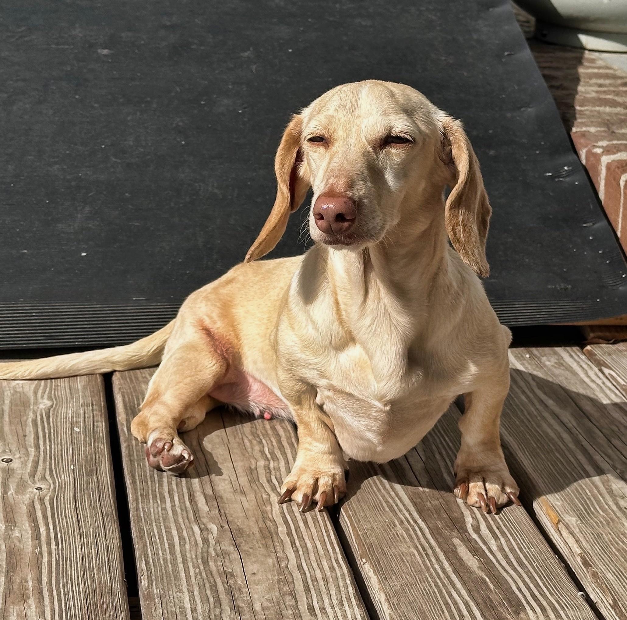 Enlarge Luna in KY, a ADOPTABLE Dachshund in Benton, KY image 2/2