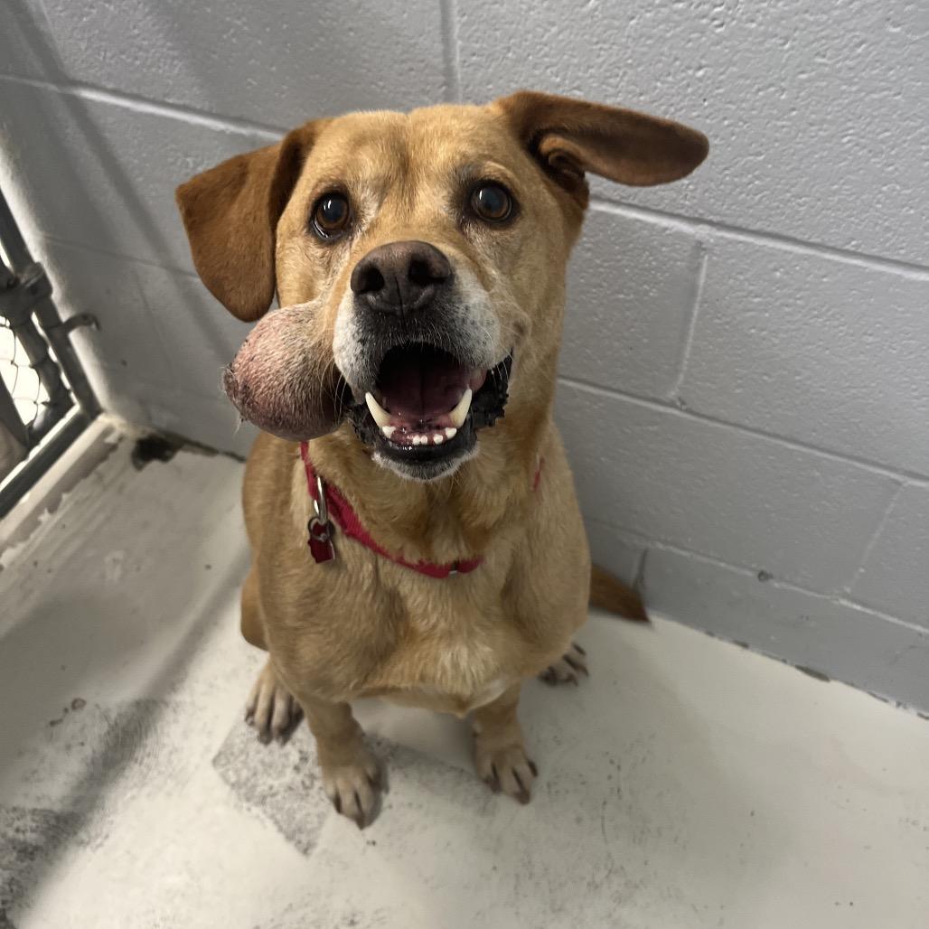 Sully, Adoptable, Adult Male Yellow Labrador Retriever & Mixed Breed.