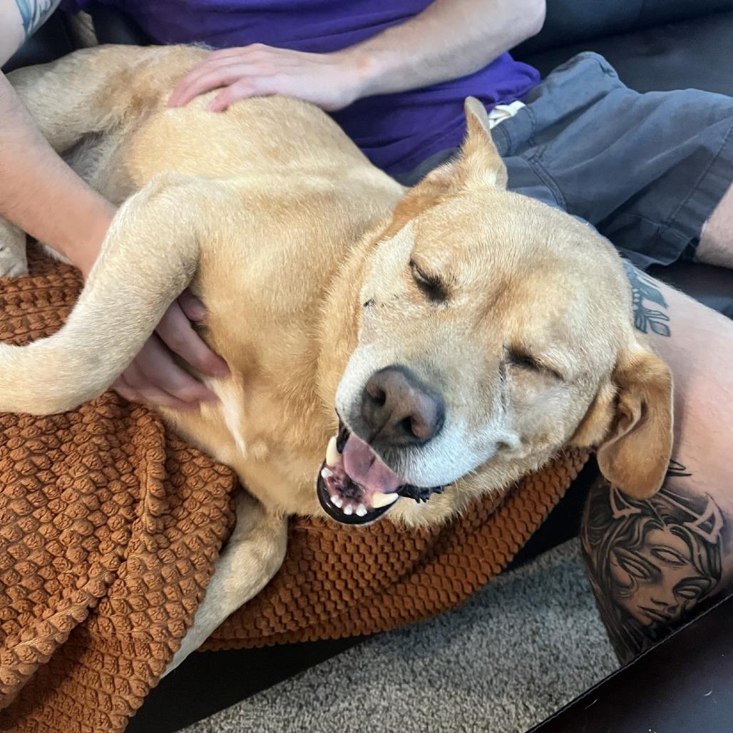 Enlarge Sully, a Adoptable mixed breed in Delaware, OH image 2/6