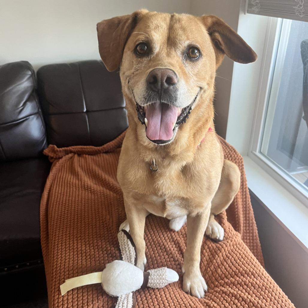 Enlarge Sully, a Adoptable mixed breed in Delaware, OH image 3/6