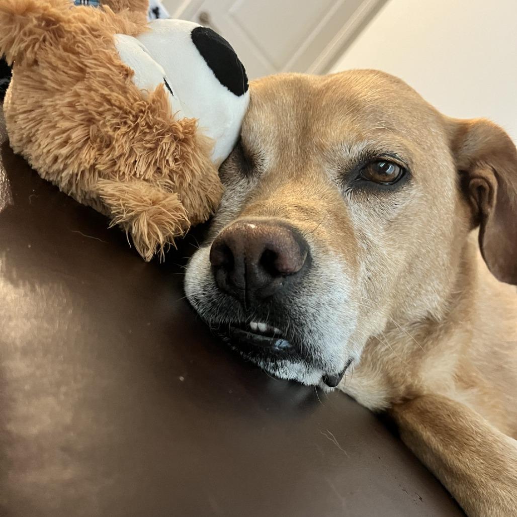 Enlarge Sully, a Adoptable mixed breed in Delaware, OH image 4/6