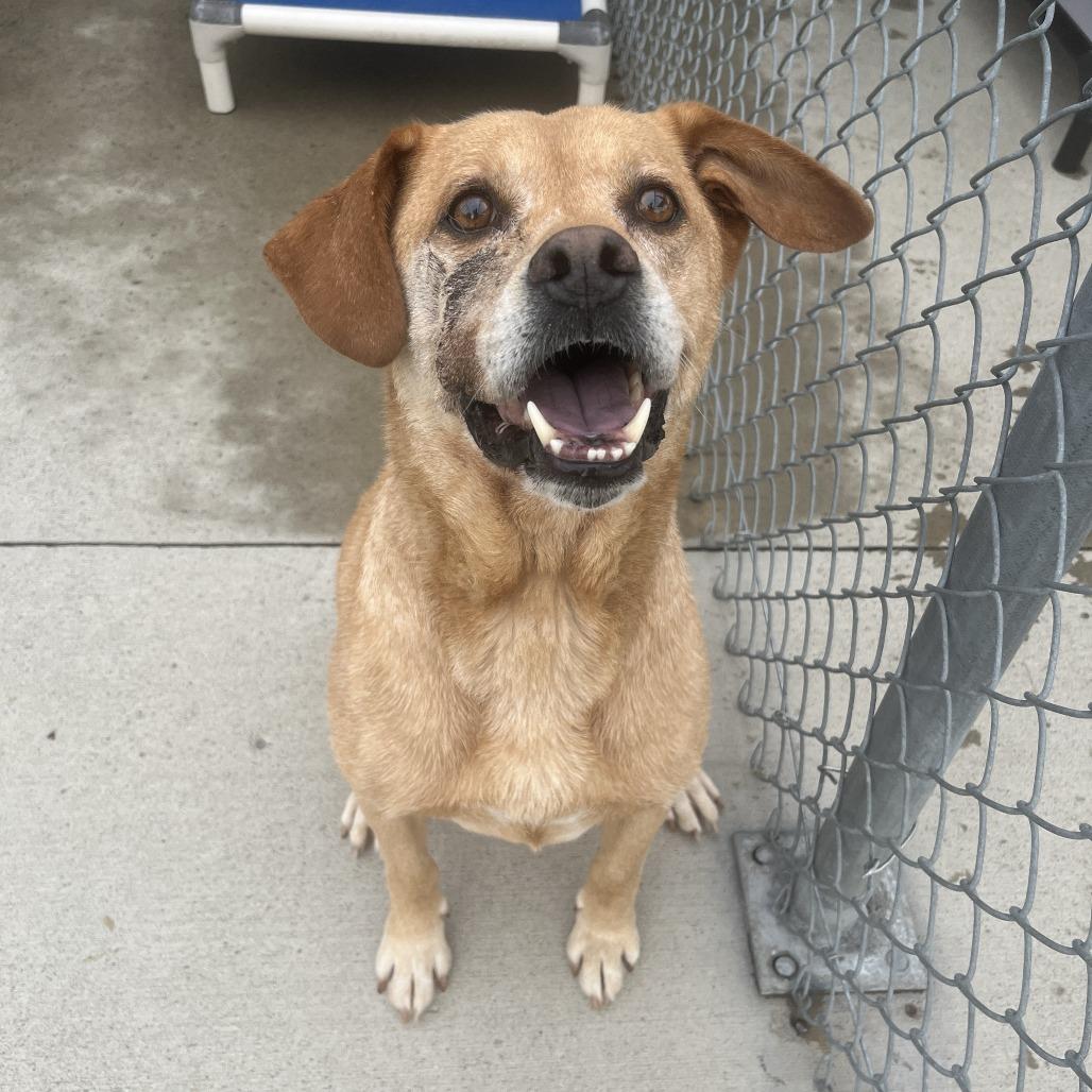 Sully, a Adoptable mixed breed in Delaware, OH image 2/3