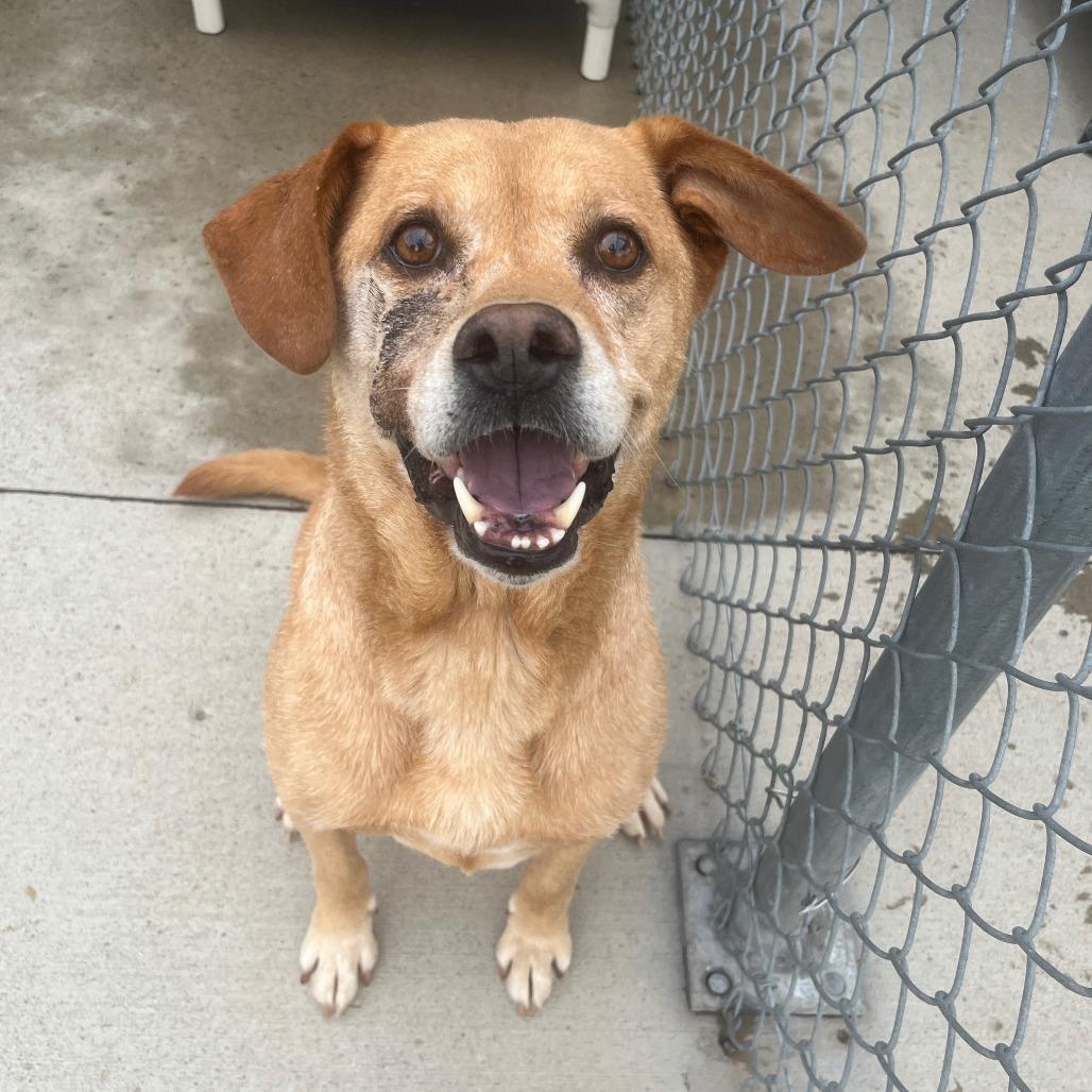 Sully, a Adoptable mixed breed in Delaware, OH image 3/3