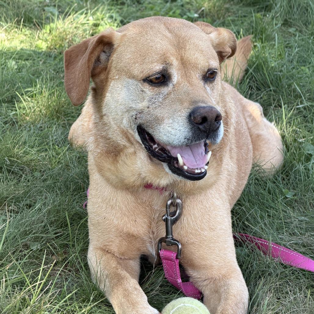Enlarge Sully, a Adoptable mixed breed in Delaware, OH image 6/6