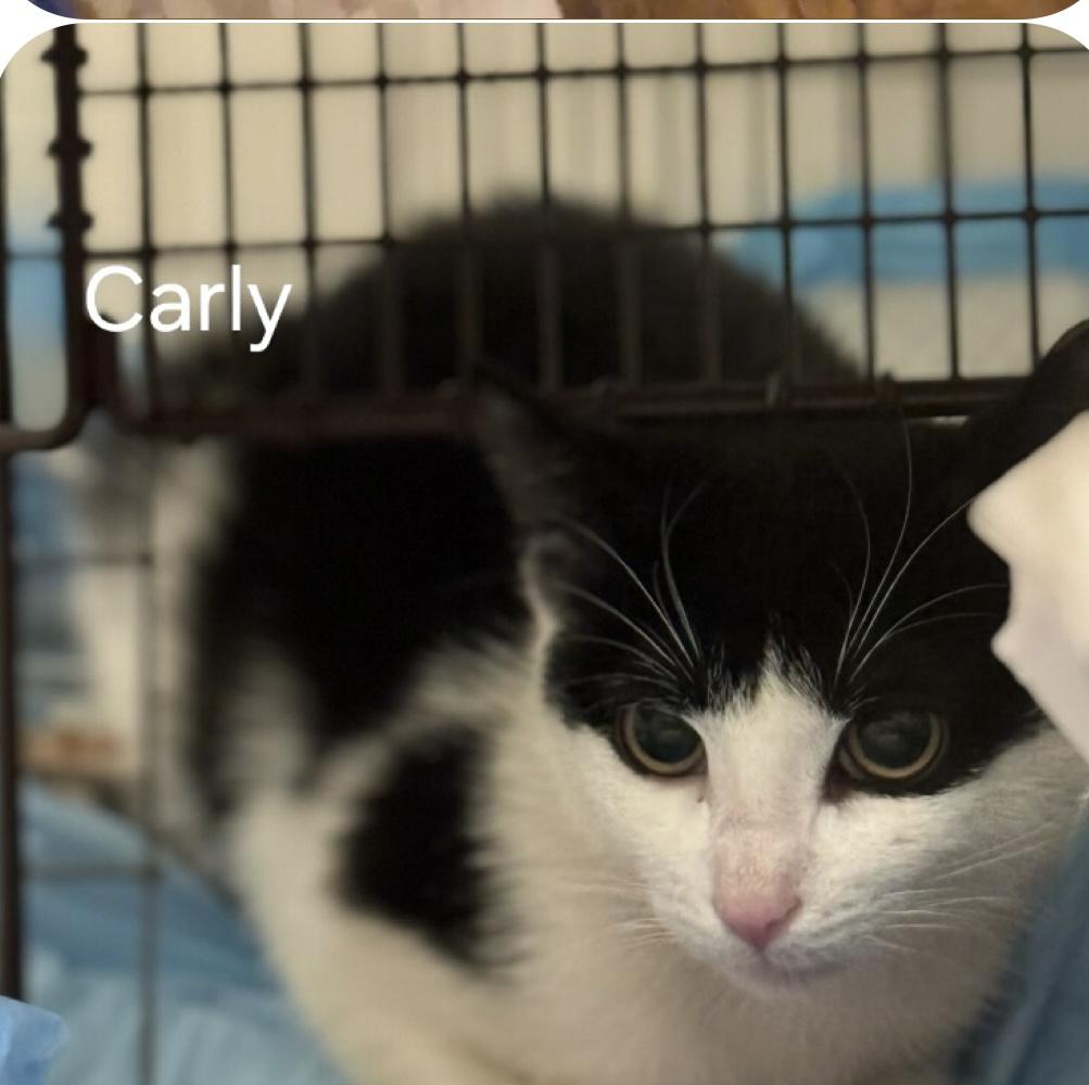 Carly, Young Female unknown