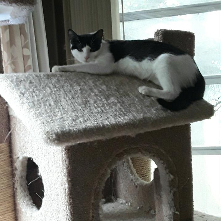 Enlarge Carly, a Adoptable Domestic Short Hair in Brick, NJ image 2/3