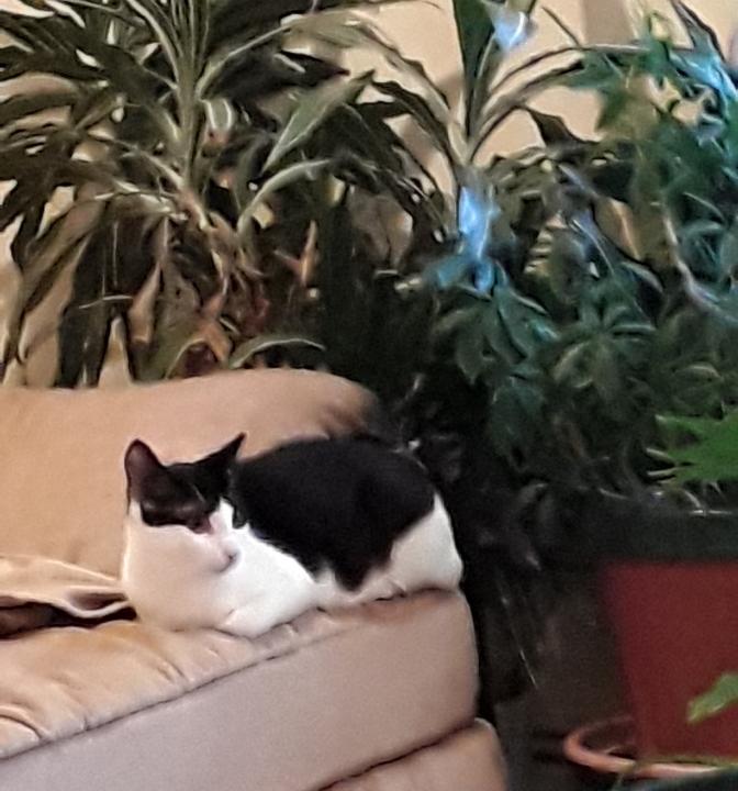 Enlarge Carly, a Adoptable Domestic Short Hair in Brick, NJ image 3/3