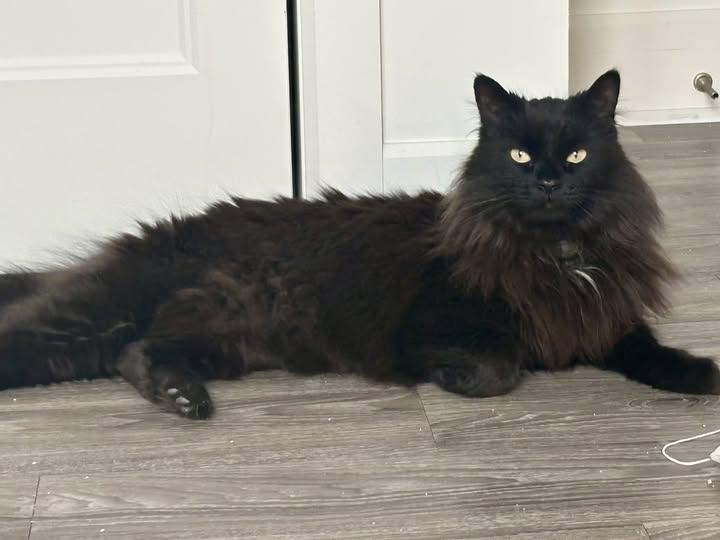 Enlarge Tiloup, an adopted Domestic Long Hair in Sainte-Martine, QC image 1/1