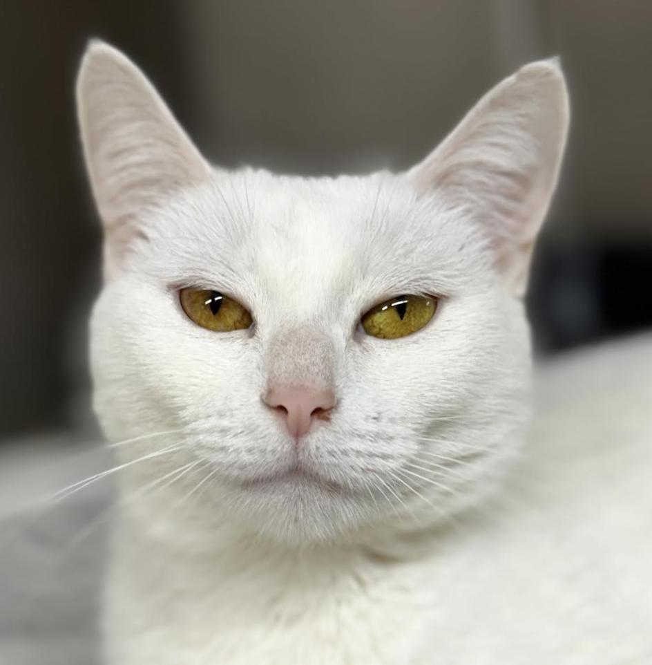 Snowflake, an adopted Domestic Short Hair in Greenburgh, NY image 3/4