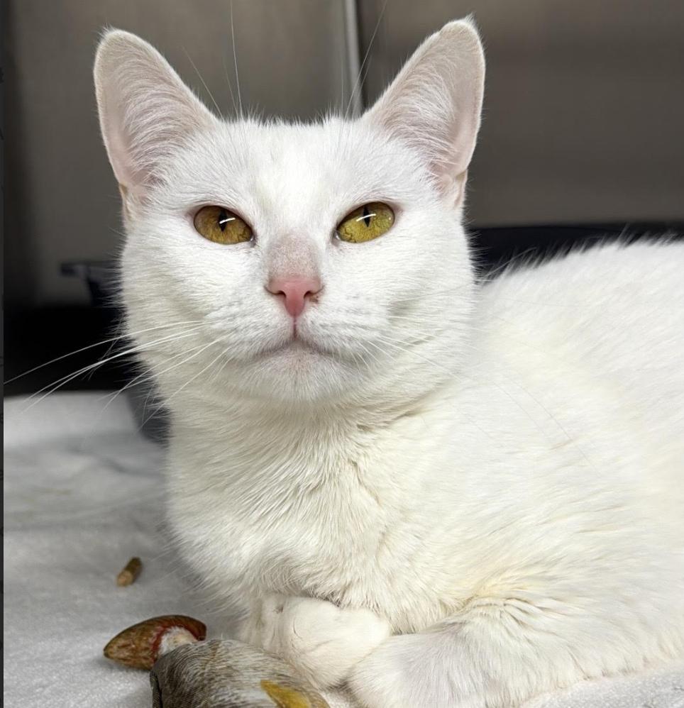 Snowflake, adopted, Adult Female Domestic Short Hair.