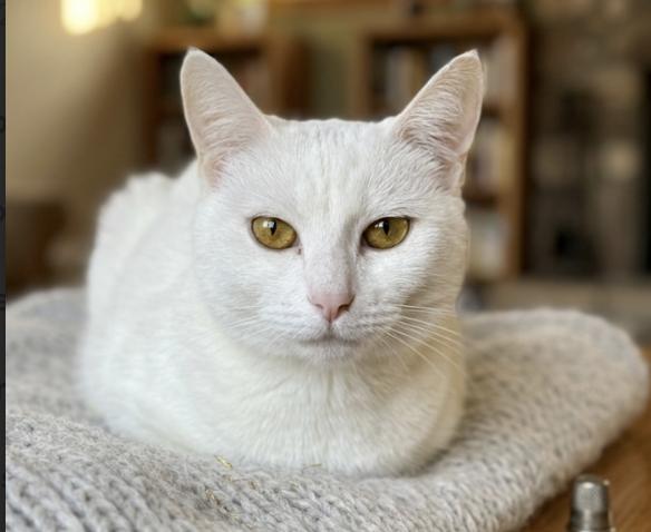 Snowflake, an adopted Domestic Short Hair in Greenburgh, NY image 2/4