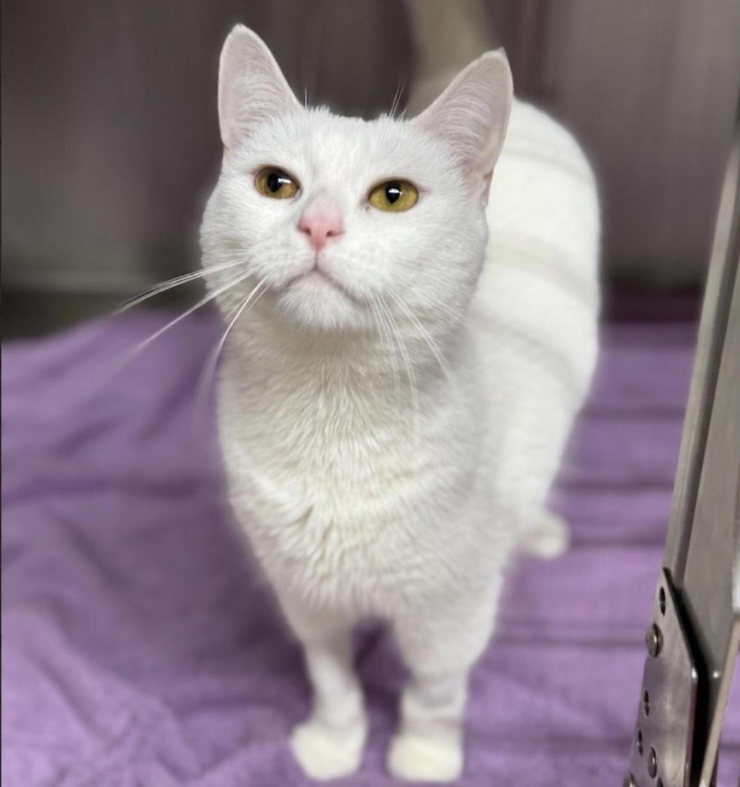 Snowflake, an adopted Domestic Short Hair in Greenburgh, NY image 4/4
